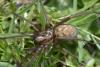 Eratigena sp.